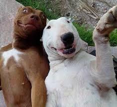 Kalo manusia Selfie udah biasa &#91;Wajib Masuk&#93;