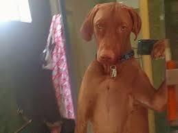 Kalo manusia Selfie udah biasa &#91;Wajib Masuk&#93;