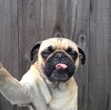 Kalo manusia Selfie udah biasa &#91;Wajib Masuk&#93;