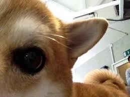 Kalo manusia Selfie udah biasa &#91;Wajib Masuk&#93;