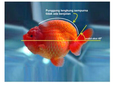 tips memilih ikan koki jenis ranchu