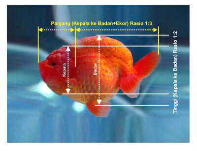 tips memilih ikan koki jenis ranchu