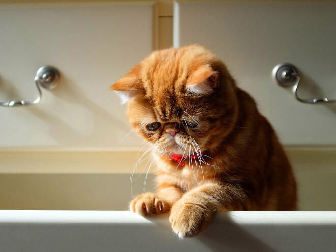 Kumpulan Foto - Foto Kucing Kalo Lagi Stress, Sedih , dan Depresi gan ,Sini Masuk Gan