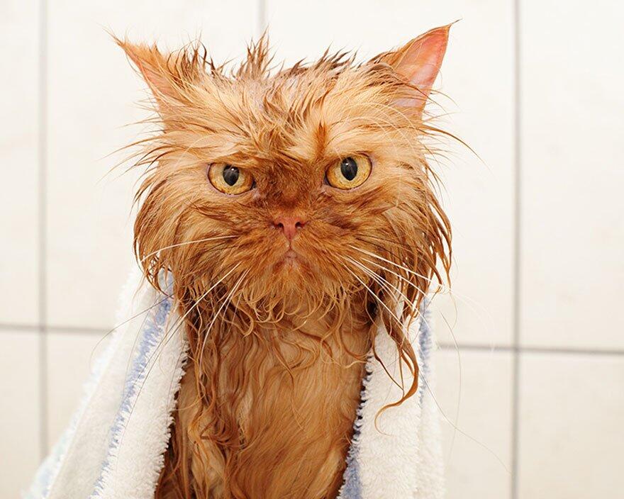 Kumpulan Foto - Foto Kucing Setelah Mandi , masuk gan