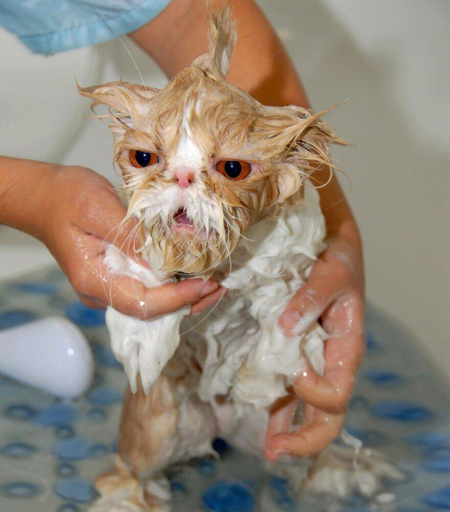 Kumpulan Foto - Foto Kucing Setelah Mandi , masuk gan