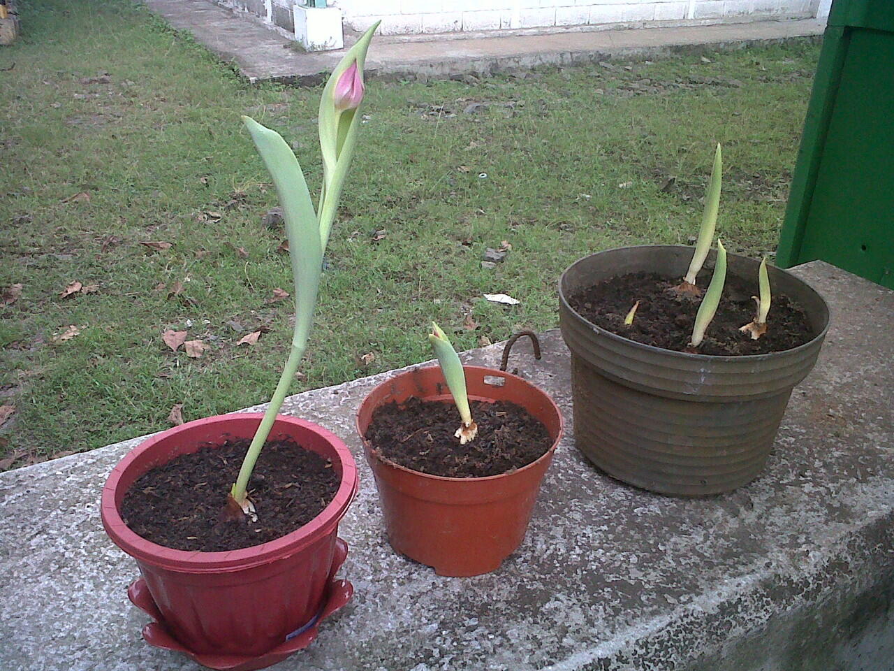 Menanam Tulip di daerah Tropis (Tangerang - Indonesia)