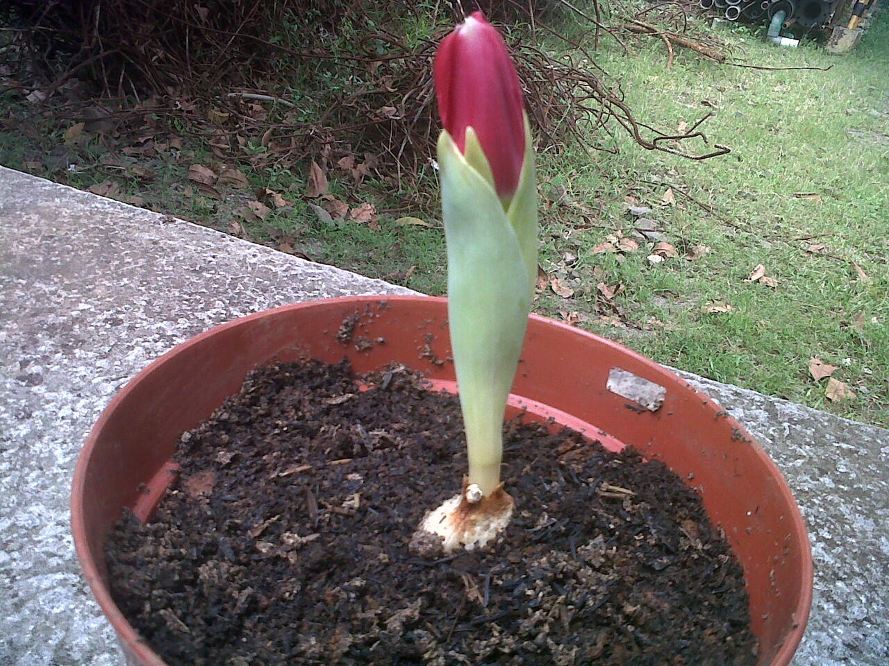 Menanam Tulip di daerah Tropis (Tangerang - Indonesia)