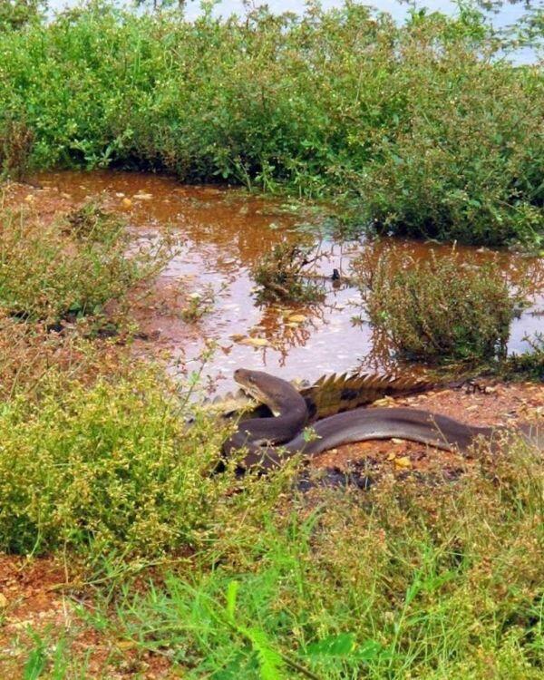 gk punya kaki, bukan berarti lemah : ular vs buaya