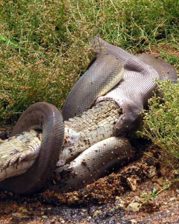 gk punya kaki, bukan berarti lemah : ular vs buaya