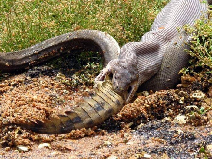 gk punya kaki, bukan berarti lemah : ular vs buaya