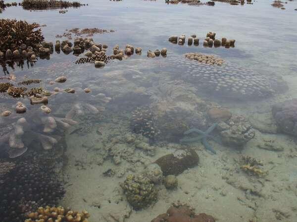 Pertumbuhan Daerah Wisata Kepulauan Derawan, Kalimantan Timur.