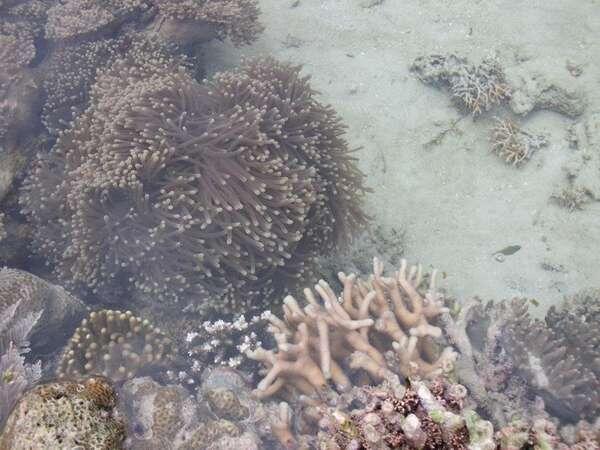 Pertumbuhan Daerah Wisata Kepulauan Derawan, Kalimantan Timur.