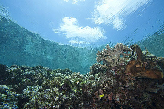 7 LOKASI SELAM DI INDONESIA YANG SEINDAH SURGA