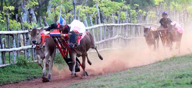 mengenal sapudi tempat lahirnya kerapan sapi