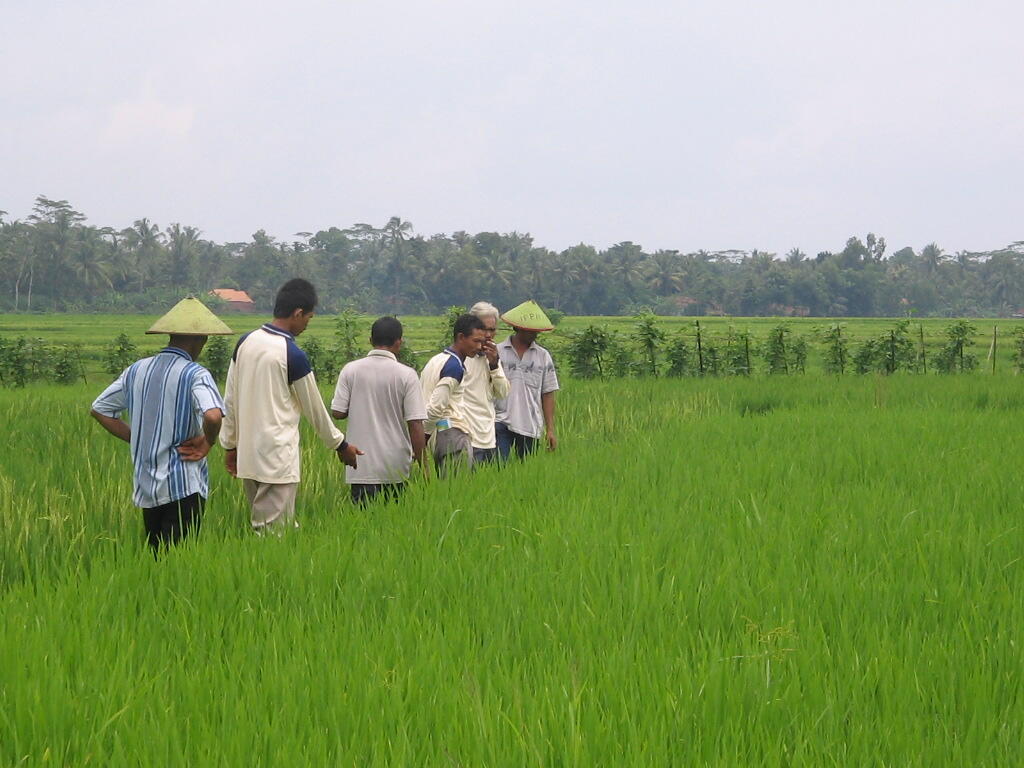&#91; Cinta Indonesia&#93; Optimalisasi Lahan Pertanian Di Luar Jawa