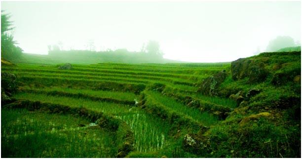Mengintip Perjalanan Sang Padi