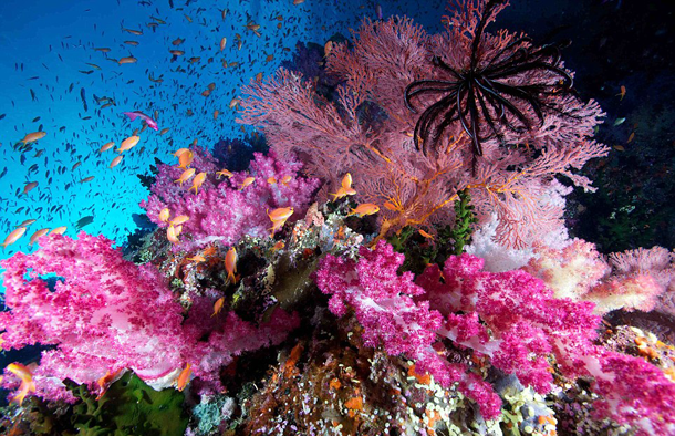 25 Foto Pemandangan Bawah Laut Terbaik &amp; Terindah