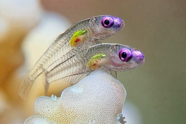 25 Foto Pemandangan Bawah Laut Terbaik &amp; Terindah