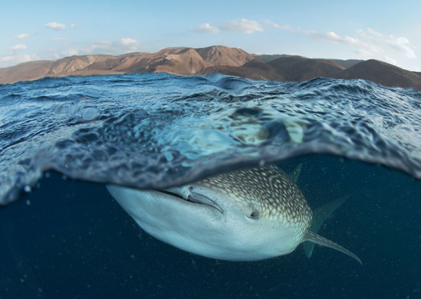 25 Foto Pemandangan Bawah Laut Terbaik &amp; Terindah