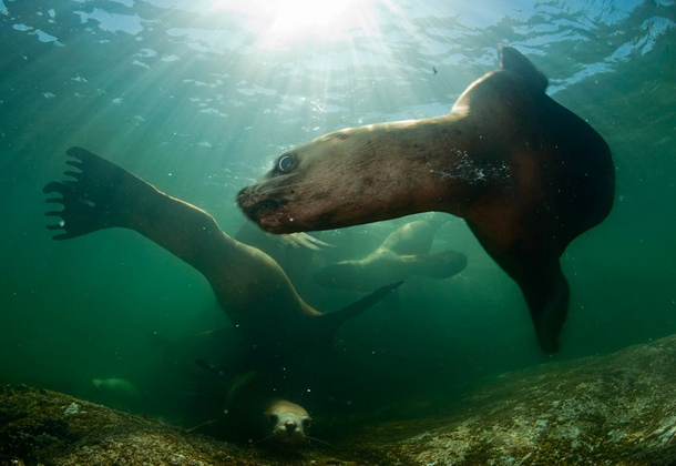 25 Foto Pemandangan Bawah Laut Terbaik &amp; Terindah