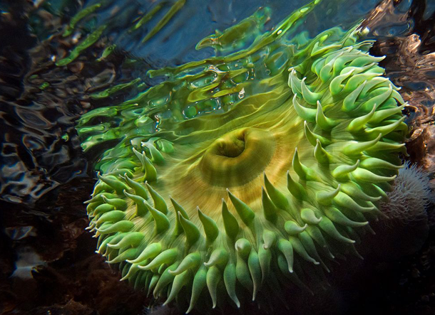 25 Foto Pemandangan Bawah Laut Terbaik &amp; Terindah