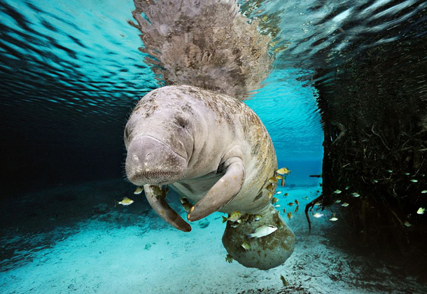 25 Foto Pemandangan Bawah Laut Terbaik &amp; Terindah