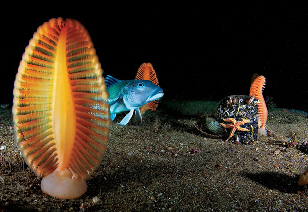 25 Foto Pemandangan Bawah Laut Terbaik &amp; Terindah