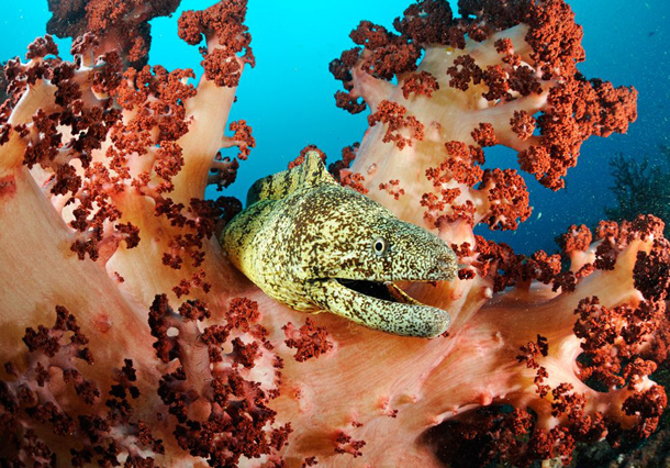 25 Foto Pemandangan Bawah Laut Terbaik &amp; Terindah