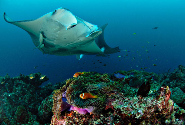 25 Foto Pemandangan Bawah Laut Terbaik &amp; Terindah