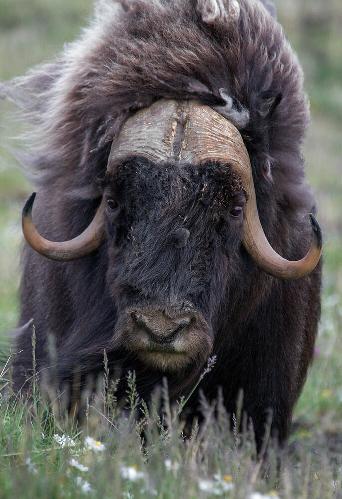Ayo mengenal "Muskox", Lembu liar yang berbulu sangat tebal !