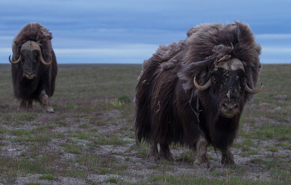Ayo mengenal "Muskox", Lembu liar yang berbulu sangat tebal !