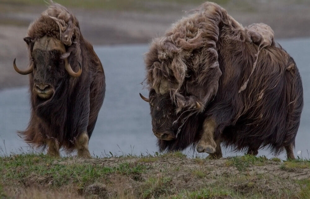 Ayo mengenal "Muskox", Lembu liar yang berbulu sangat tebal !