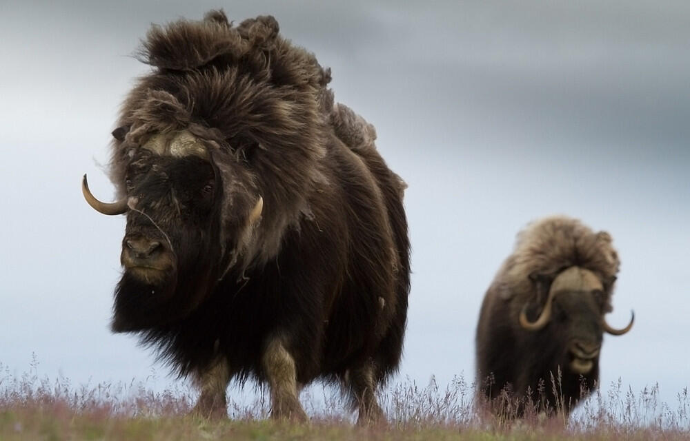 Ayo mengenal "Muskox", Lembu liar yang berbulu sangat tebal !