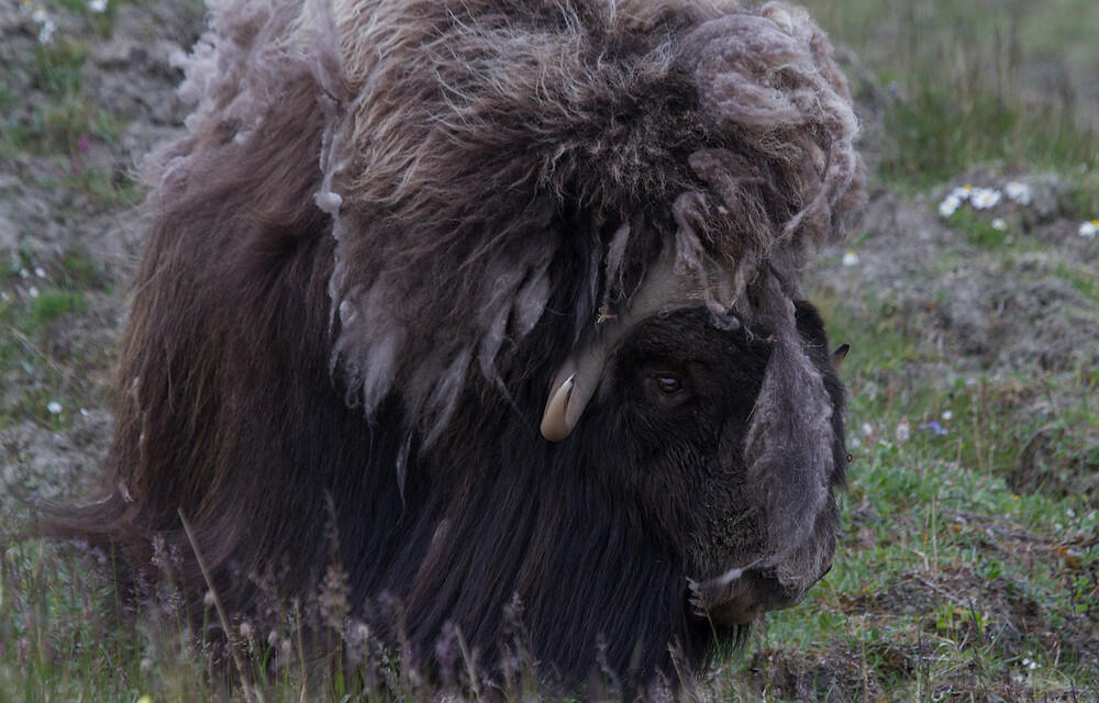 Ayo mengenal "Muskox", Lembu liar yang berbulu sangat tebal !