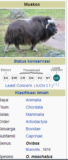 Ayo mengenal "Muskox", Lembu liar yang berbulu sangat tebal !