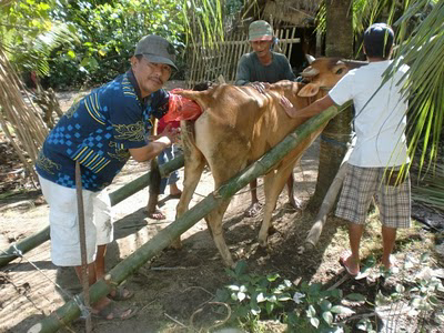 Indonesia Ekpor Sperma Sapi, Tapi Daging impor !!!