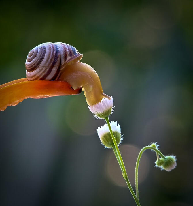  Foto dunia siput yang Akan Membuat Anda Takjub