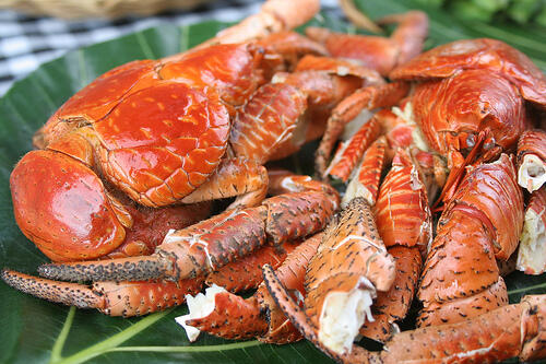 Kepiting Kelapa alias Ketam Kenari