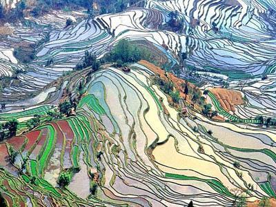 Terlalu Indah, Sawah ini dikira Lukisan