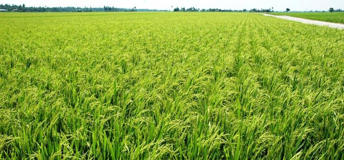 Menuju Kedaulatan Pangan Indonesia