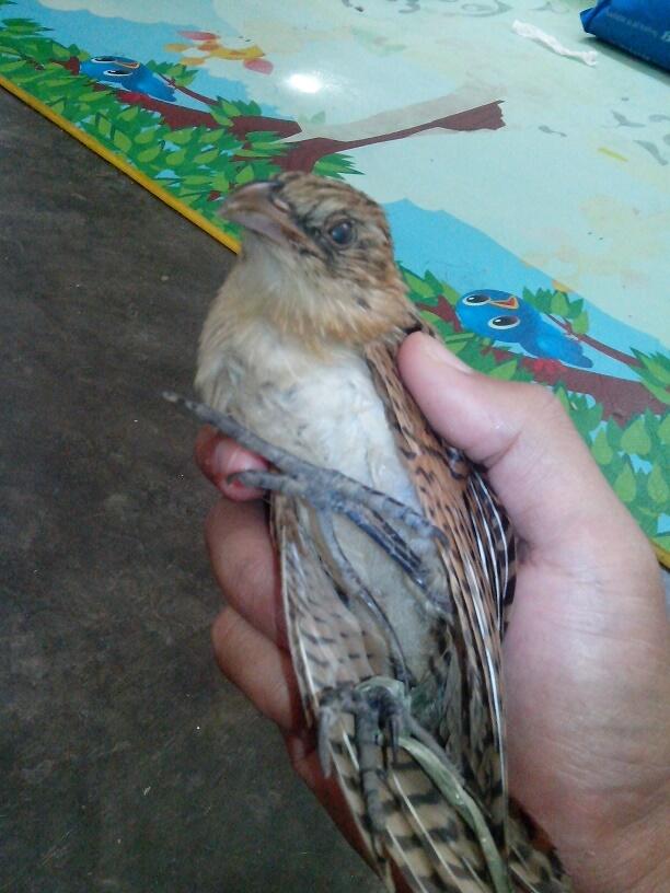 Gan ane ini burung apa ya???