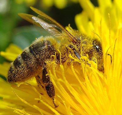 All About Honeybee (Lebah Madu), Serangga Kecil Yang Mengagumkan