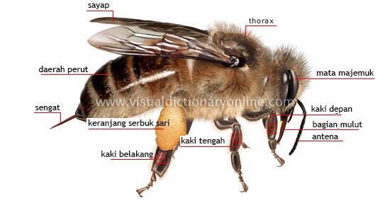All About Honeybee (Lebah Madu), Serangga Kecil Yang Mengagumkan