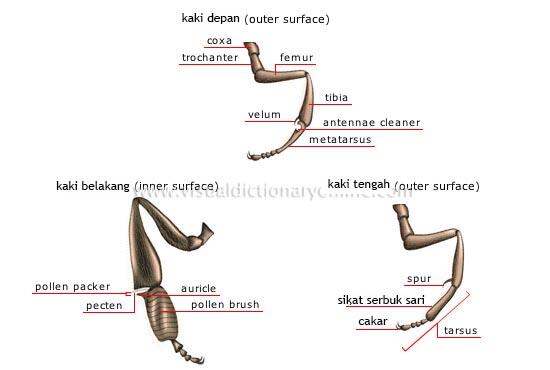 All About Honeybee (Lebah Madu), Serangga Kecil Yang Mengagumkan