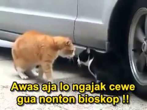 Beberapa Meme Kucing Yang Bisa Buat Agan Ngakak