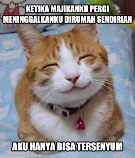 Beberapa Meme Kucing Yang Bisa Buat Agan Ngakak