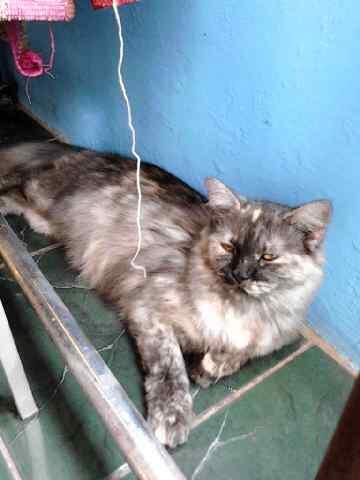 JUAL KUCING PERSIA BETINA BEKASI
