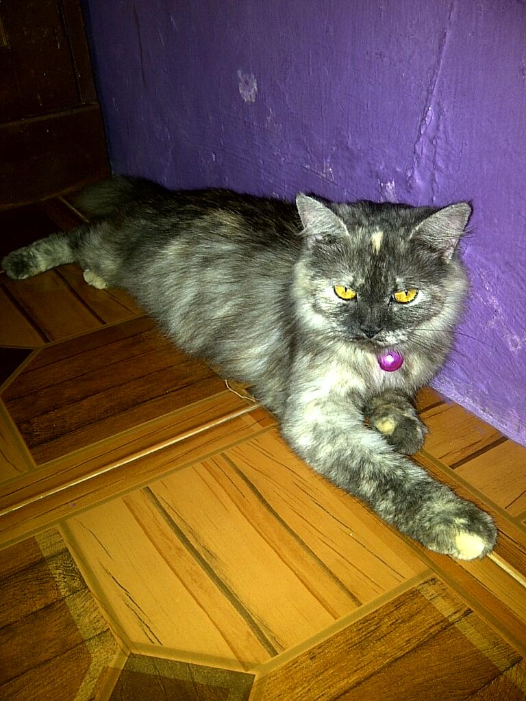 JUAL KUCING PERSIA BETINA BEKASI