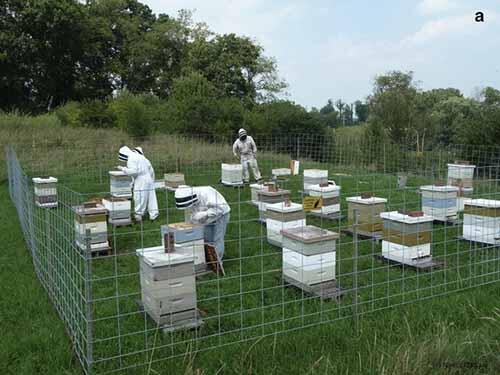 All About Honeybee (Lebah Madu), Serangga Kecil Yang Mengagumkan