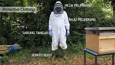 All About Honeybee (Lebah Madu), Serangga Kecil Yang Mengagumkan